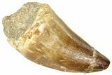 Fossil Prognathodontid Mosasaur Tooth - Morocco #374508-1